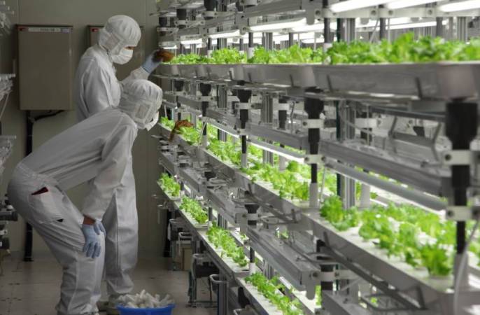 Out Of Old Factory, Japanese Company Sells… High-Tech Lettuce