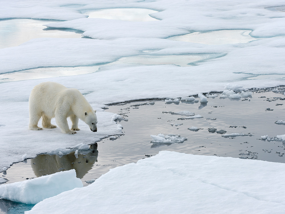 polar bear