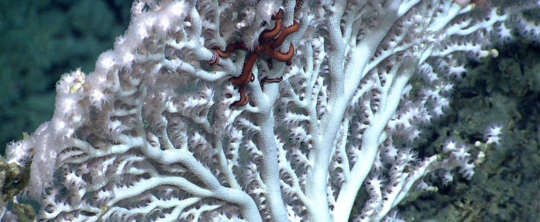 Exploring Obama’s Seafloor Canyons By Mini Sub