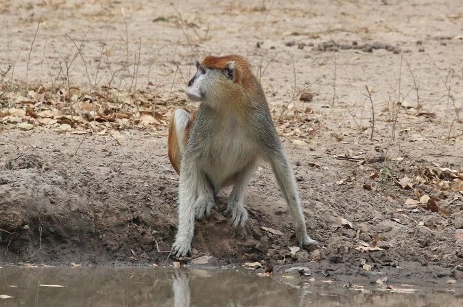 Dr. Seuss might have written the Lorax after seeing these creatures in Kenya