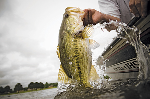 Something in the Water Is Feminizing Male Fish. Are We Next?