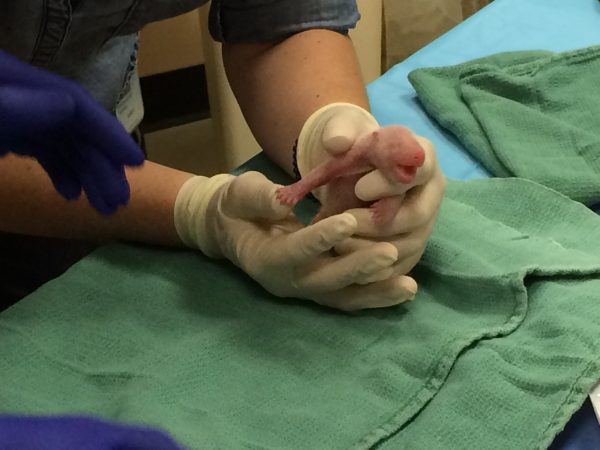 Here’s How A Mother Panda Cares For Her Newborn Cubs