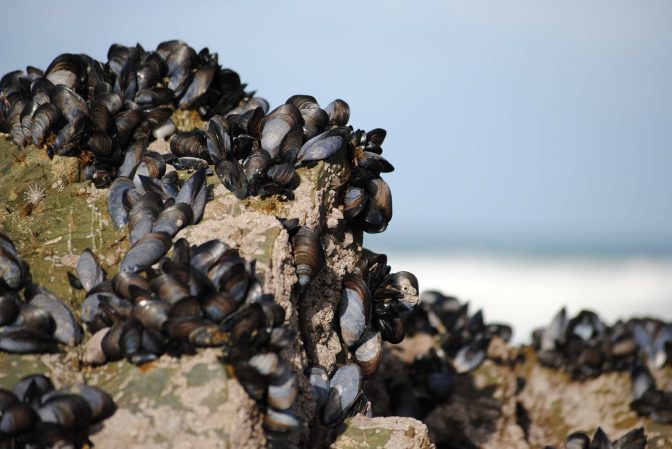 Mussels Inspire A Glue That Works Underwater