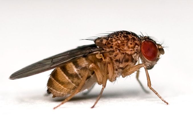 At Last, a Breed of Fruit Flies That Can Count Up to Four