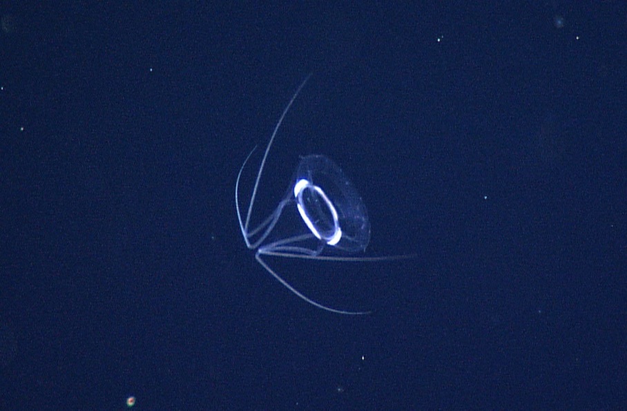 Unidentified Jellyfish