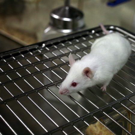 Scientists Hijack Mouse Neurons to Take Control of Their Memories