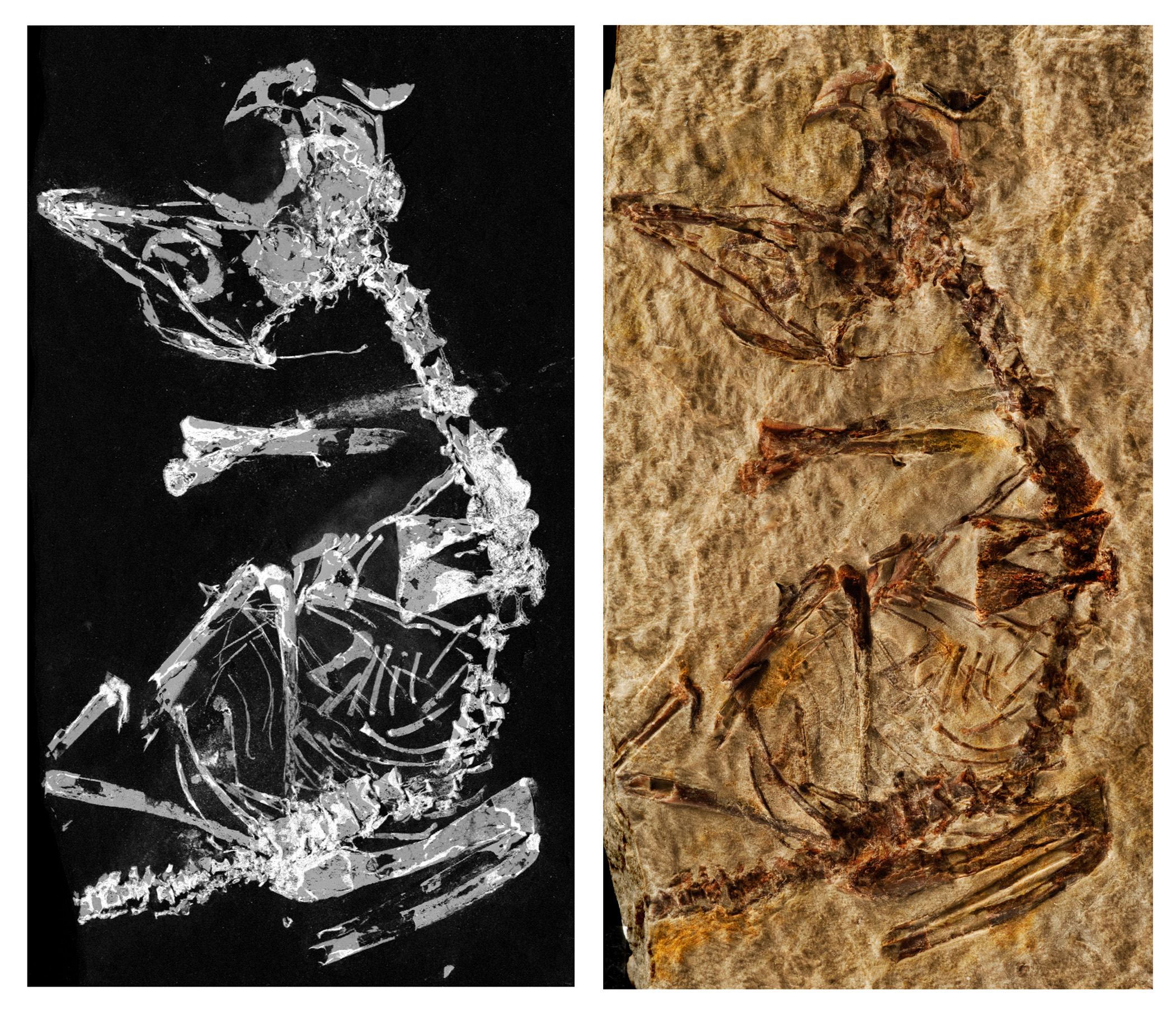 bird fossil