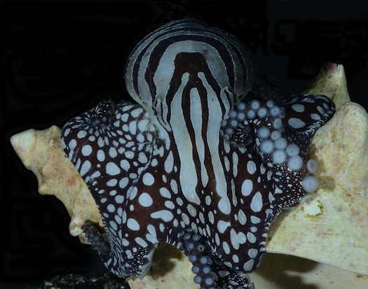 World’s Sexiest Octopus Ostracized By Biologists