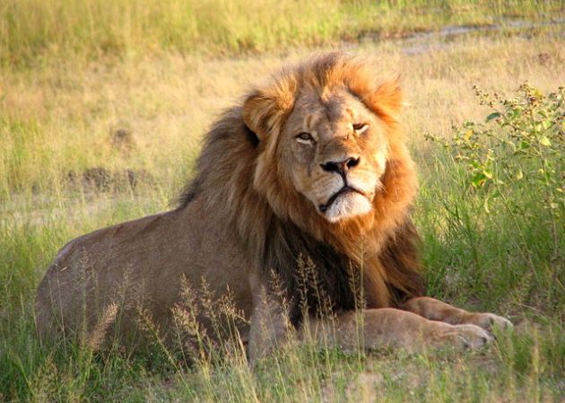 Cecil the Lion’s infamous death didn’t actually do much to change trophy-hunting laws