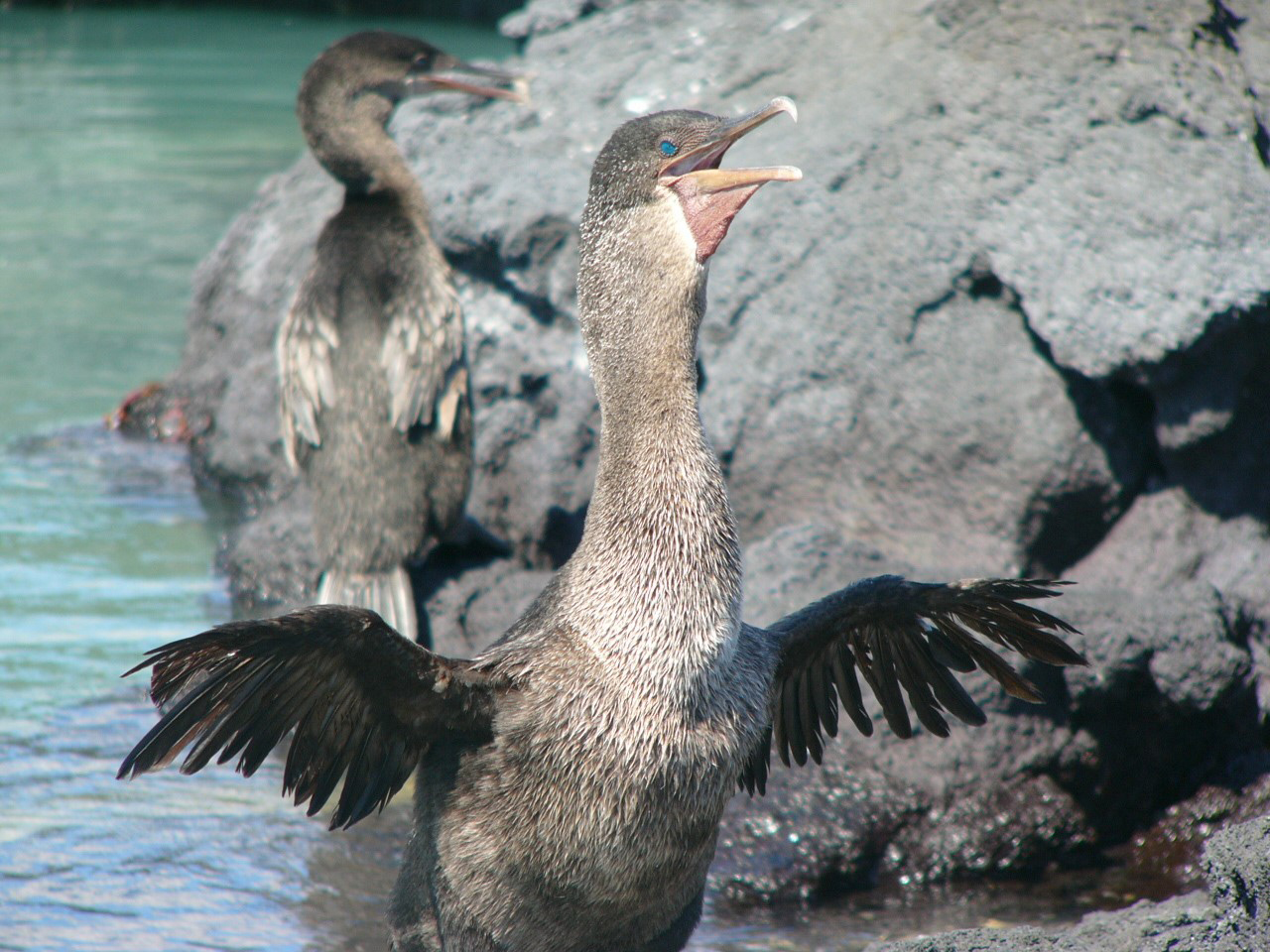 Galapagos cormorant