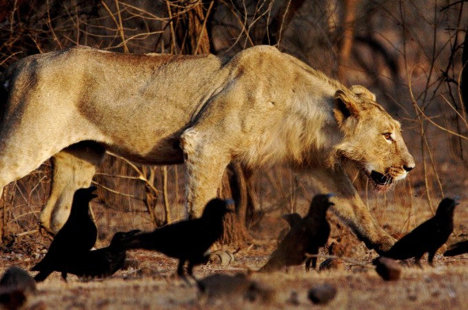 Man-Eating Lion Sentenced To Life In Prison In India