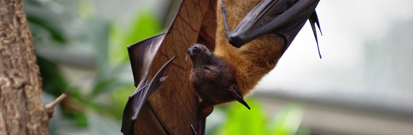 Bats help grow our crops, but climate change has them on the move