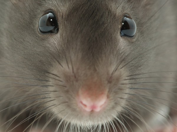 Rats can’t puke, which is bad news for them and great news for us
