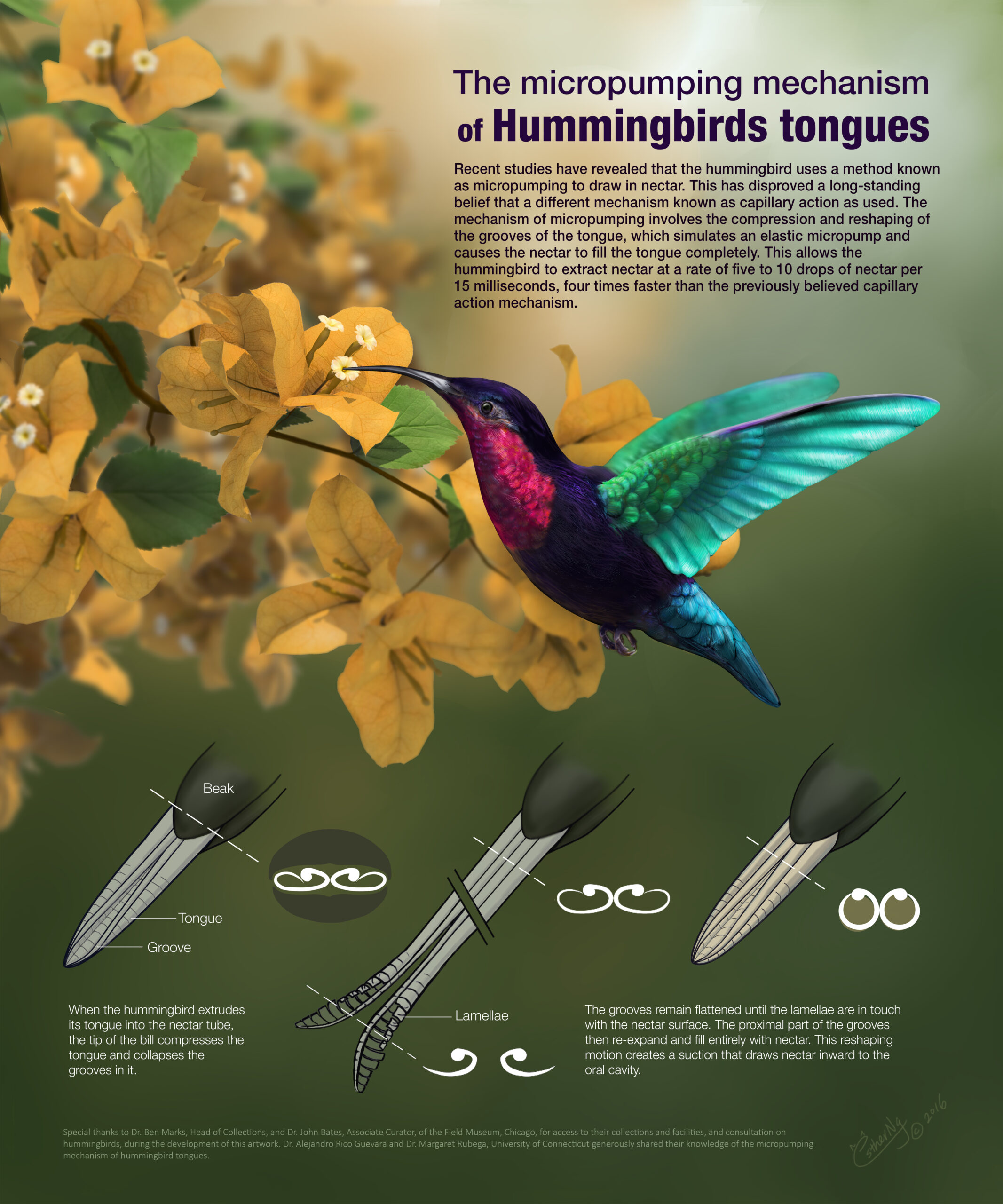 Hummingbird graphic | Vizzies winner