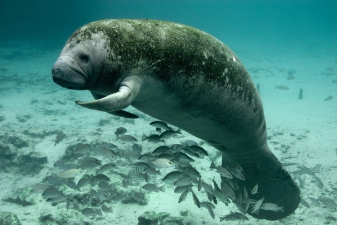 Manatee waving