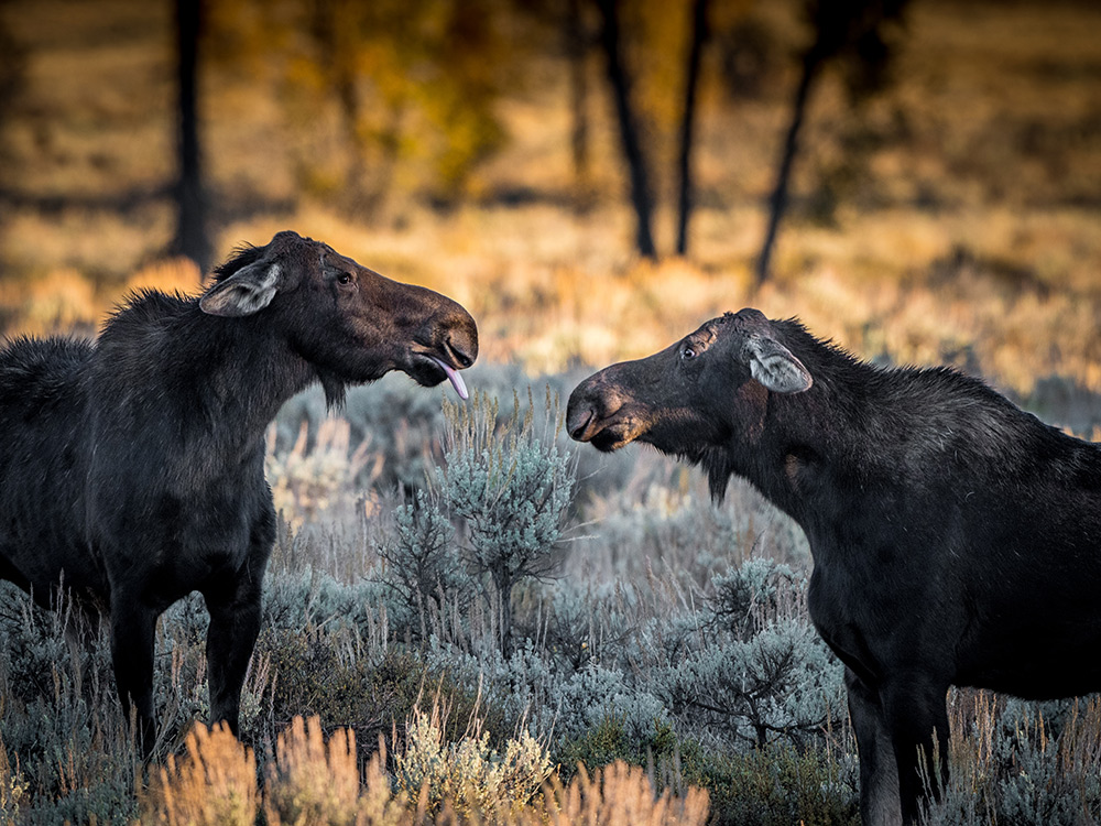 Moose sticking out tongue