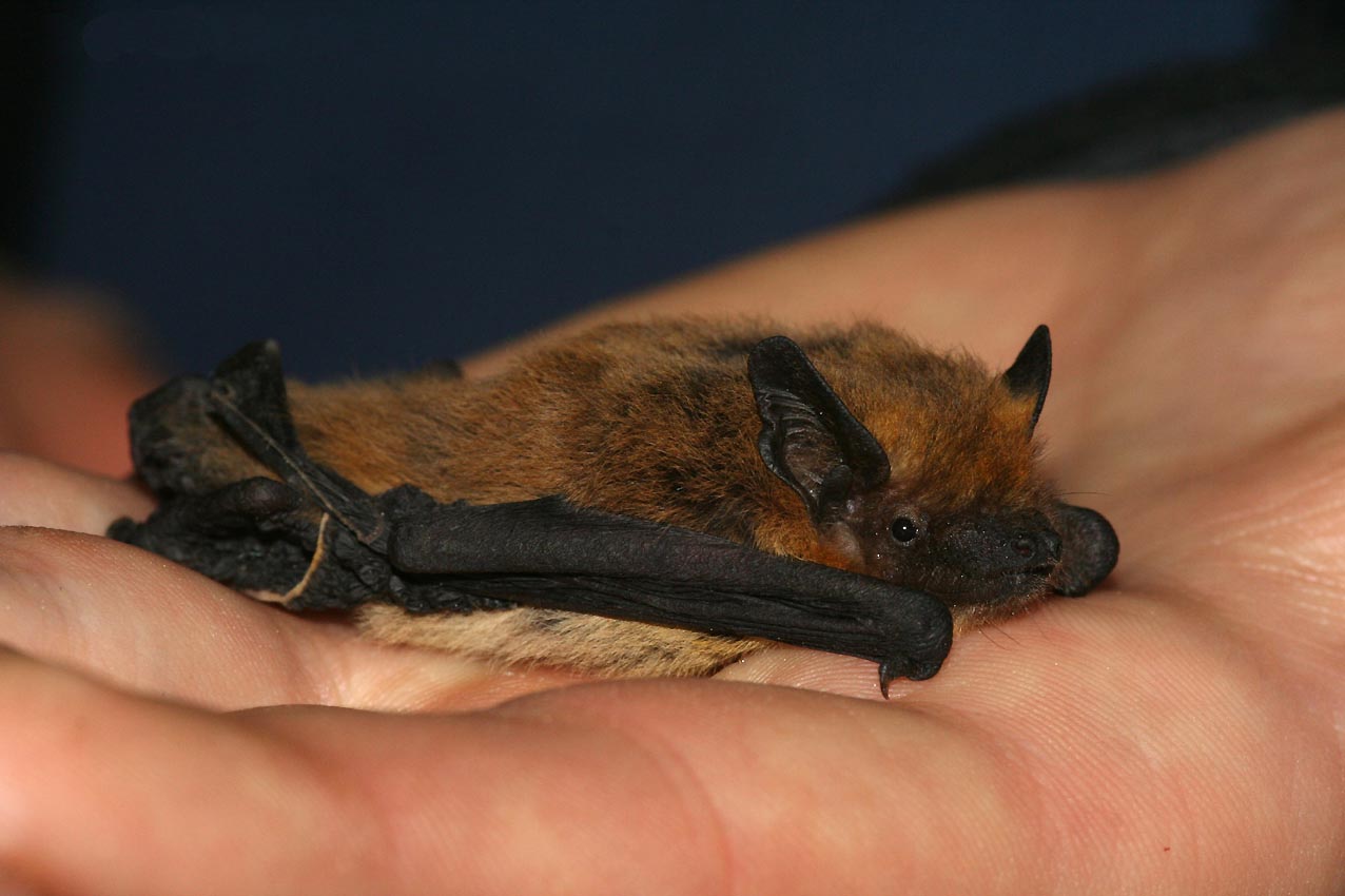 bat