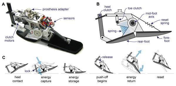 Power-Harvesting Prosthetic Uses Every Footstep to Power the Next