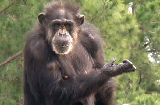 Retired Lab Chimps See The Sky For The First Time [Video]