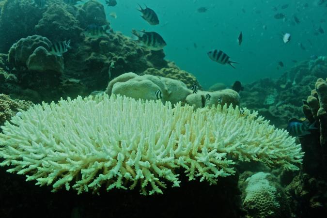 Coral reefs might be in more trouble than we thought