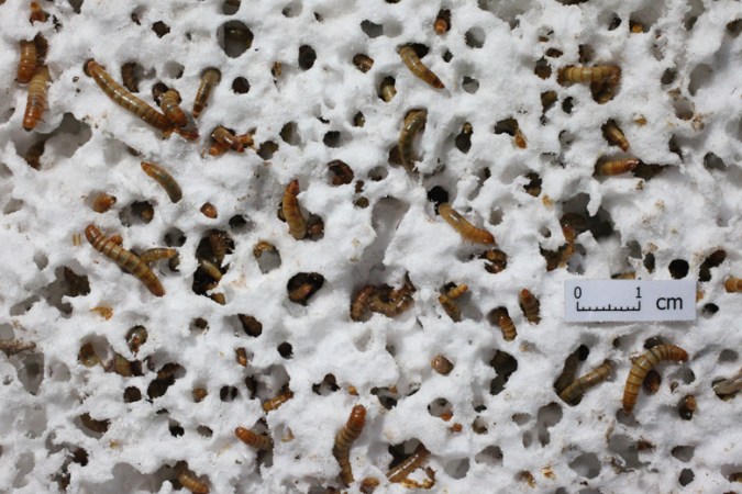 Mealworms Eating Styrofoam