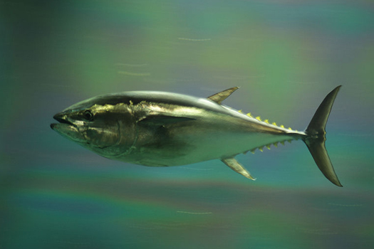 The Next Tuna You Eat Could Have A Mackerel Momma