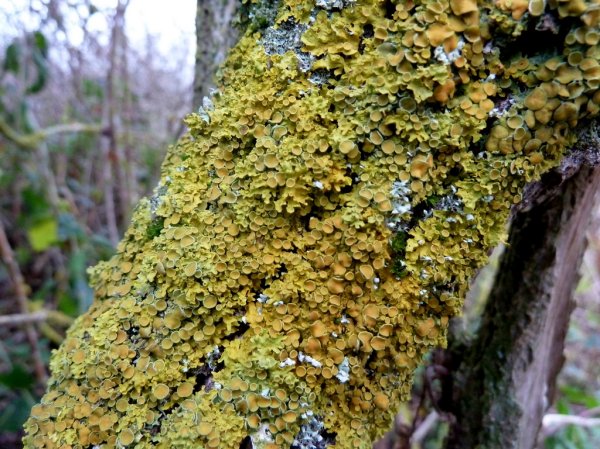 Lichens Can Be Made Of Three Organisms, Not Just Two