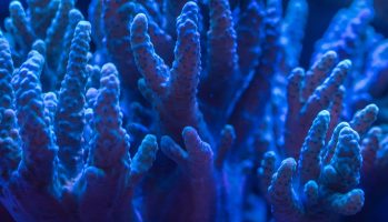 Scientists learn to repair human bones by studying coral reefs