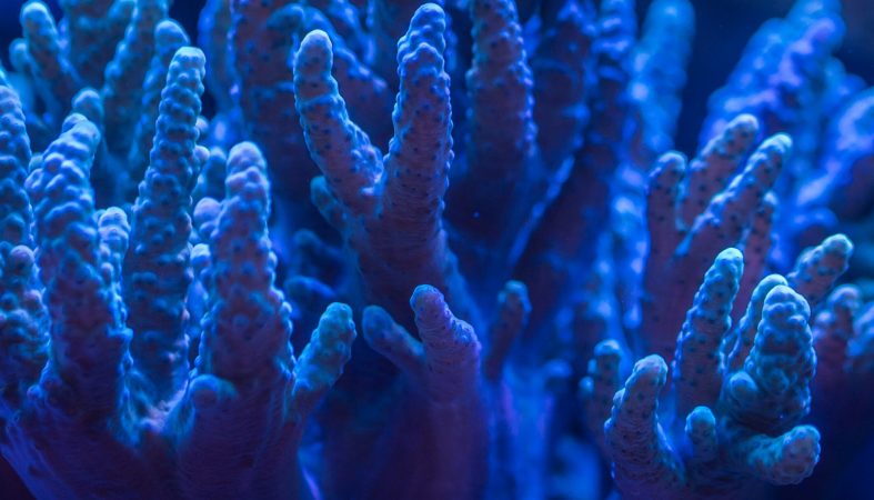 Scientists learn to repair human bones by studying coral reefs