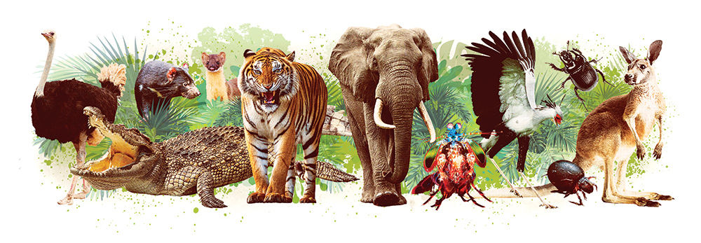 Elephant, tiger, kangaroo, ostrich, crocodile, mantis shrimp, and other most power animals