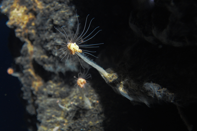 Why One Nation Wants To Turn Its Undersea Volcanoes Into A National Park