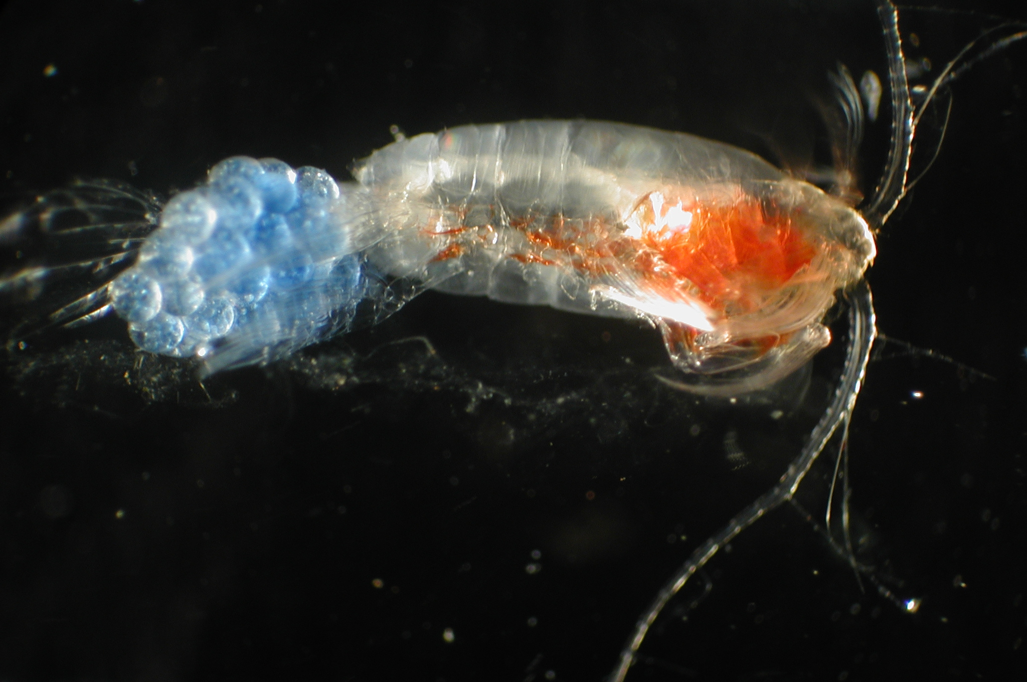 Zooplankton