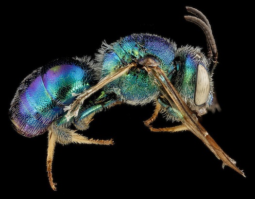 10 Spectacular Bees Native To The U.S.