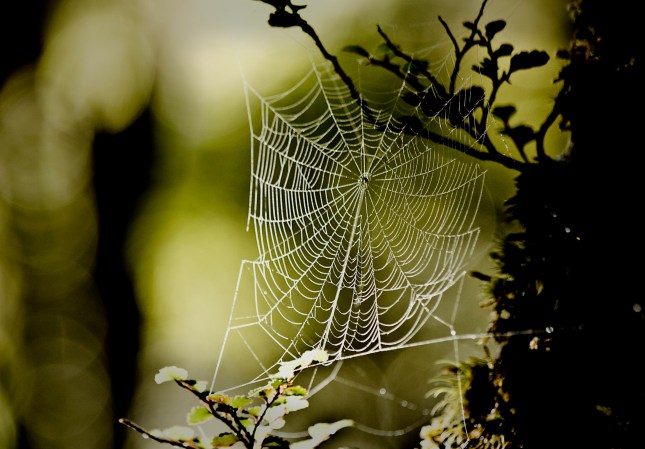 Transgenic E. coli Spin Tough Spider Silk