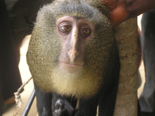 Cercopithecus lomamiensis, Lesula Monkey