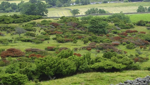 Juniper Mold Threatens World Supplies Of Gin