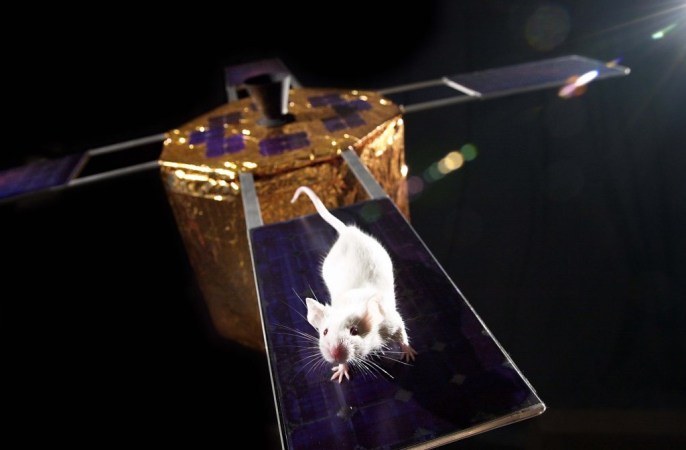 Mousetronauts To Live In Space For The Longest Stretch Yet