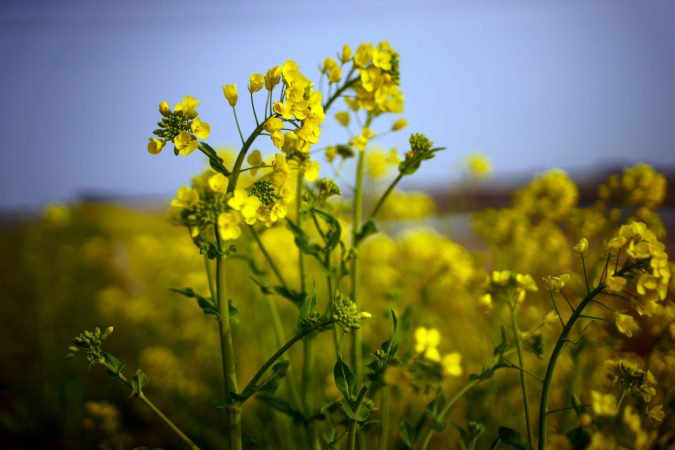 California Drought Caused Plants To Evolve In Just Seven Years