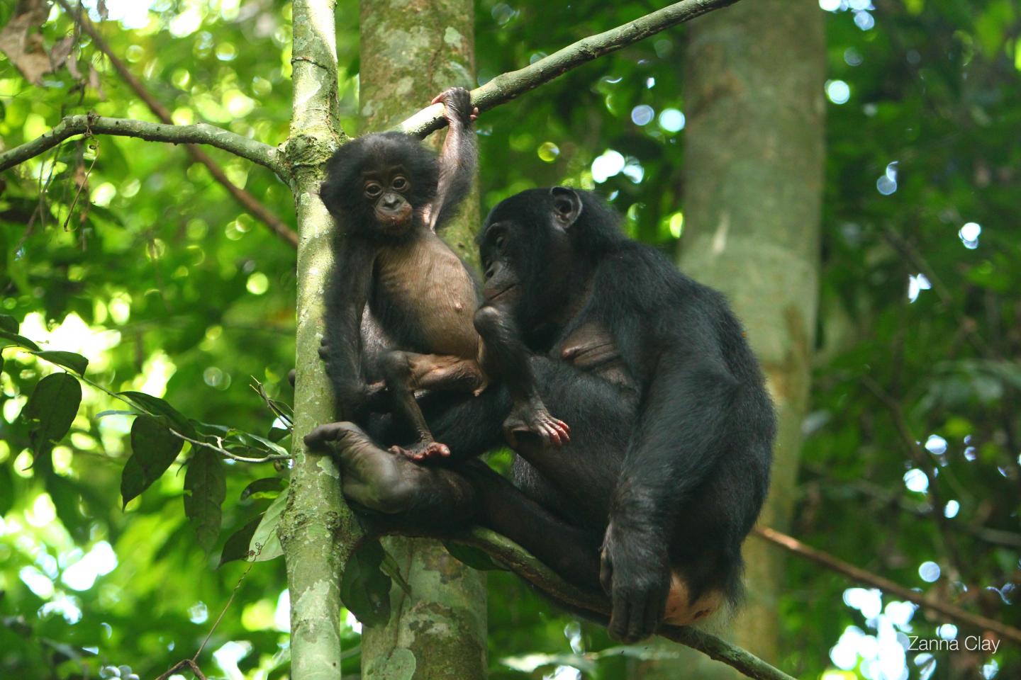 Bonobo ladies get to choose their mates and boy oh boy are they picky