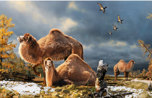 There Used To Be Freaking Camels In The Arctic