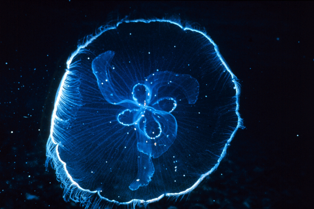 A moon jellyfish.