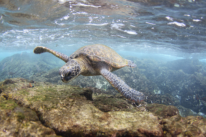 Green sea turtle