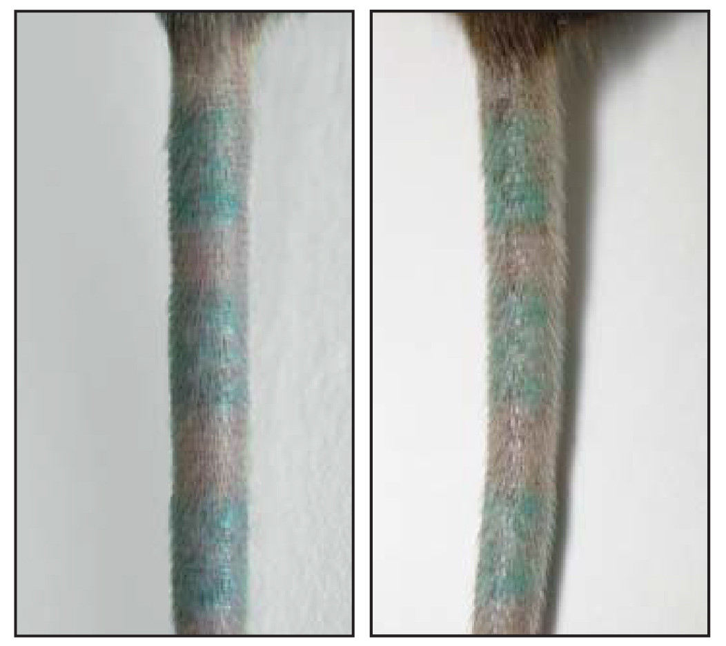 two tattooed mouse tails