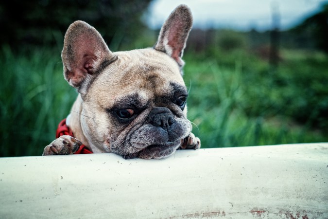 French bulldog looking disturbed