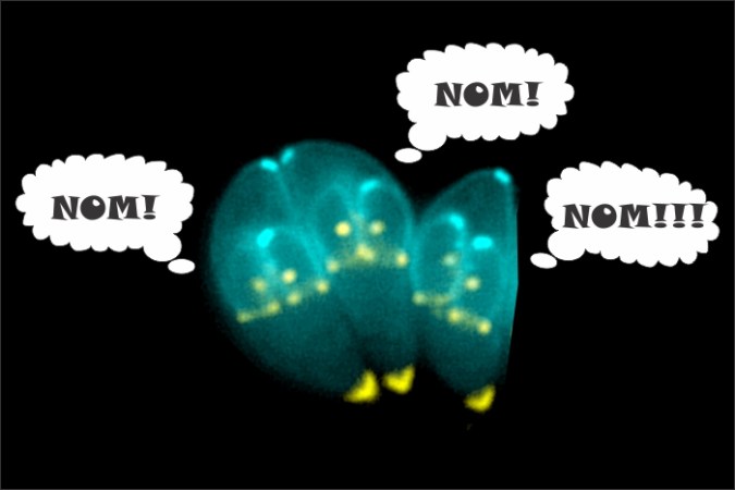 Nom Nom Nom – How Toxoplasma gondii Feeds on Cellular Proteins