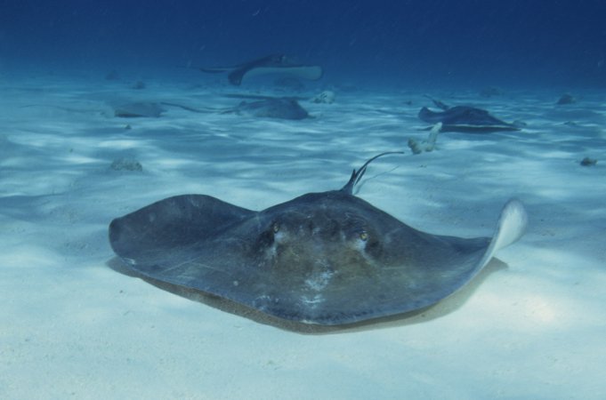 Why Underwater Robots Should Swim Like Stingrays