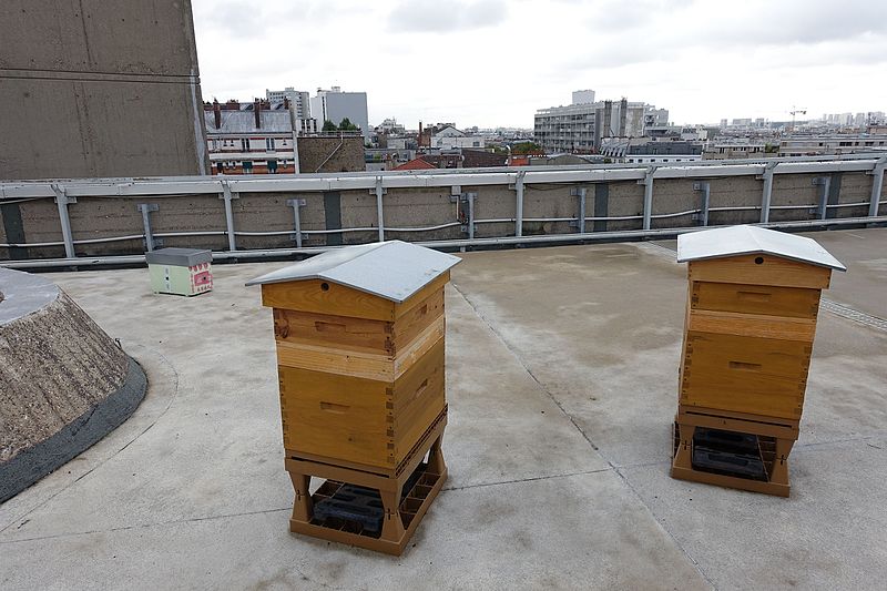 beehives on a city roof