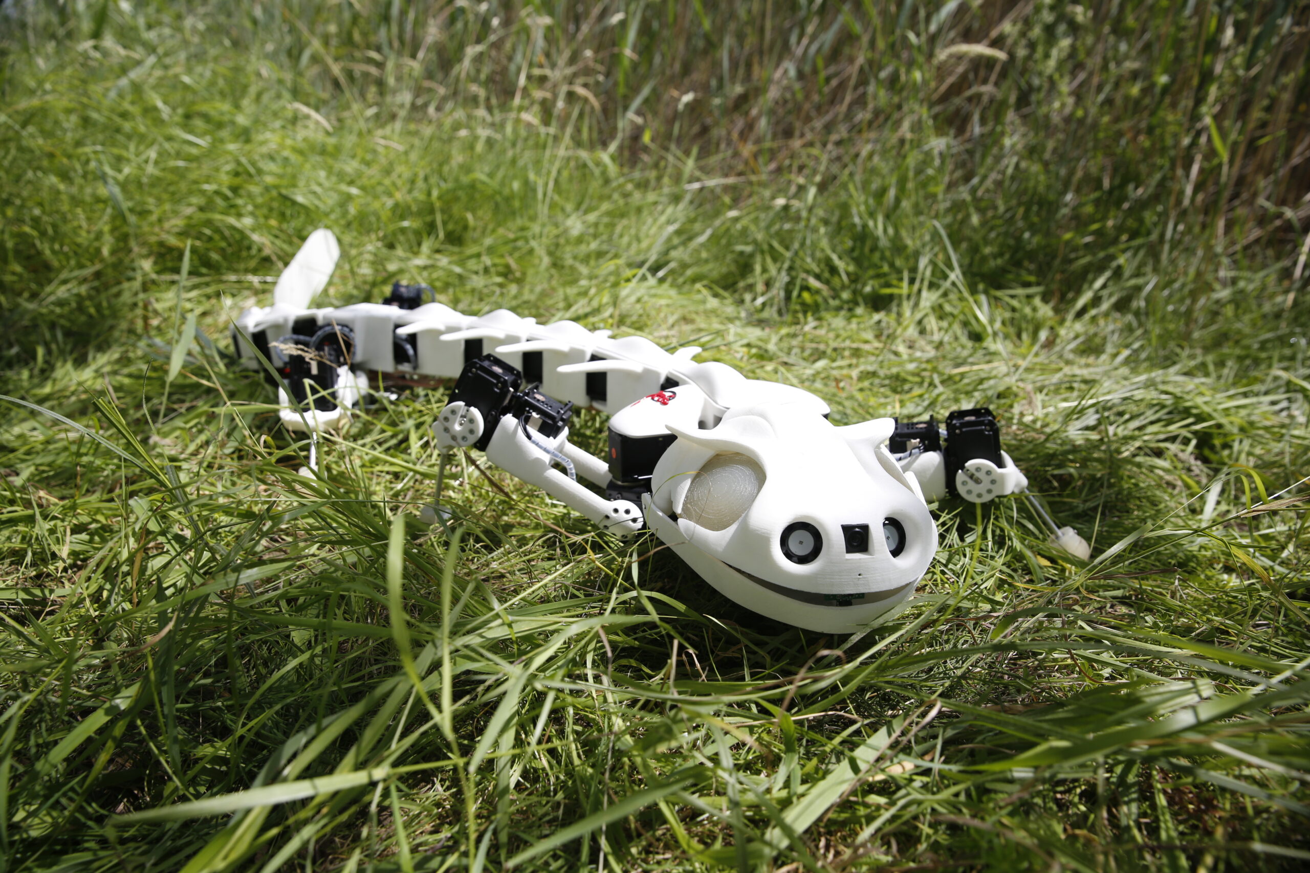 Robot Salamander