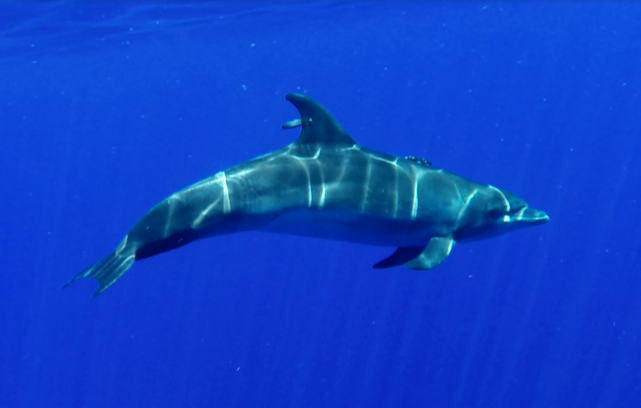 Supercharged blood helps some dolphins dive 1,000 meters