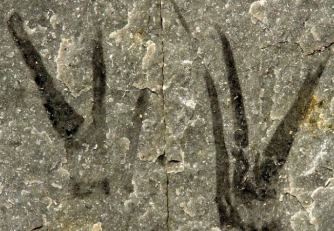 Cambrian Fossil With Scissor-Like Claws Is Named For Johnny Depp